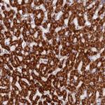 DCI Antibody in Immunohistochemistry (Paraffin) (IHC (P))