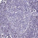 DCI Antibody in Immunohistochemistry (Paraffin) (IHC (P))