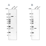 DCI Antibody in Western Blot (WB)