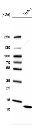 TYROBP Antibody in Western Blot (WB)