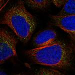 MEG2 Polyclonal Antibody