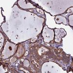 MEG2 Antibody in Immunohistochemistry (Paraffin) (IHC (P))