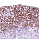 Flavin reductase Antibody in Immunohistochemistry (Paraffin) (IHC (P))