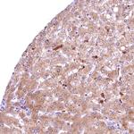 Flavin reductase Antibody in Immunohistochemistry (Paraffin) (IHC (P))