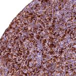Flavin reductase Antibody in Immunohistochemistry (Paraffin) (IHC (P))