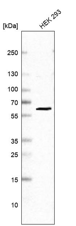 PRPF31 Antibody in Western Blot (WB)