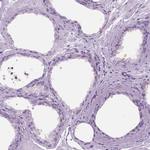 C20orf10 Polyclonal Antibody