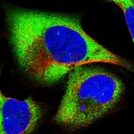 eIF3g Polyclonal Antibody