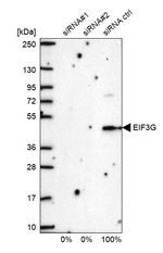 eIF3g Antibody in Western Blot (WB)