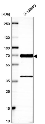 LRRFIP2 Antibody in Western Blot (WB)