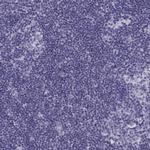 CRALBP Antibody in Immunohistochemistry (Paraffin) (IHC (P))