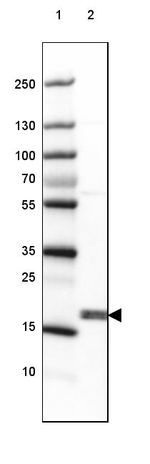 CPI-17 Antibody in Western Blot (WB)