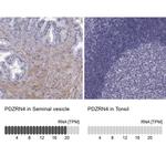 PDZRN4 Antibody