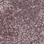 THAP11 Antibody in Immunohistochemistry (Paraffin) (IHC (P))