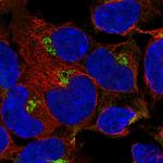 PODXL2 Polyclonal Antibody