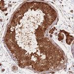 PODXL2 Antibody in Immunohistochemistry (Paraffin) (IHC (P))