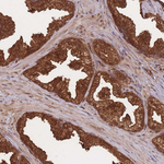 PODXL2 Antibody in Immunohistochemistry (Paraffin) (IHC (P))