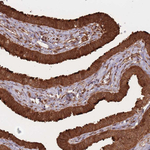 PODXL2 Antibody in Immunohistochemistry (Paraffin) (IHC (P))