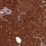 PODXL2 Antibody in Immunohistochemistry (Paraffin) (IHC (P))