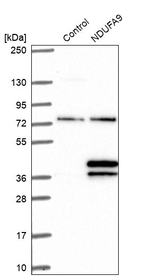 NDUFA9 Antibody in Western Blot (WB)