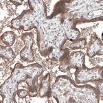 SEMA7A Antibody in Immunohistochemistry (Paraffin) (IHC (P))