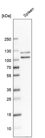 p130Cas Antibody in Western Blot (WB)
