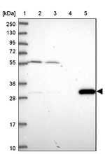 MRG15 Antibody in Western Blot (WB)