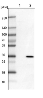 MRG15 Antibody in Western Blot (WB)