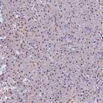 NCBP1 Antibody in Immunohistochemistry (Paraffin) (IHC (P))