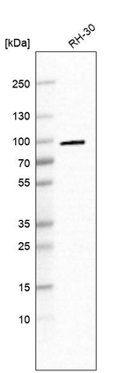 NCBP1 Antibody in Western Blot (WB)