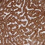 FAIM Antibody in Immunohistochemistry (Paraffin) (IHC (P))