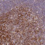 CD35 Polyclonal Antibody