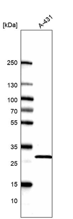 PGAM1 Antibody in Western Blot (WB)