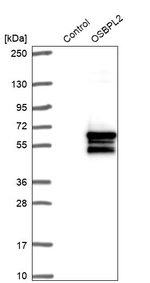 ORP2 Antibody in Western Blot (WB)