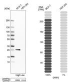 CRIP2 Antibody in Western Blot (WB)