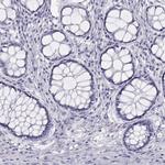 WFDC8 Antibody in Immunohistochemistry (Paraffin) (IHC (P))
