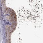 WFDC8 Antibody in Immunohistochemistry (Paraffin) (IHC (P))