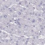WFDC8 Antibody in Immunohistochemistry (Paraffin) (IHC (P))