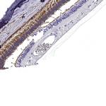 GNGT1 Antibody in Immunohistochemistry (Paraffin) (IHC (P))