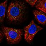 SDF2 Polyclonal Antibody