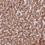 PEX3 Antibody in Immunohistochemistry (Paraffin) (IHC (P))