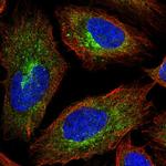 APC1 Antibody in Immunocytochemistry (ICC/IF)