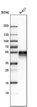 TROP2 Antibody in Western Blot (WB)