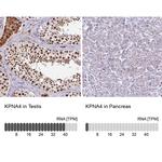 KPNA4 Antibody