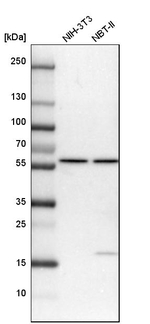 KPNA4 Antibody in Western Blot (WB)
