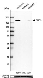 SMC3 Antibody