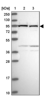 VPS16 Antibody in Western Blot (WB)