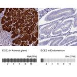 ECE2 Antibody