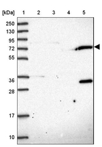 BERP Antibody in Western Blot (WB)