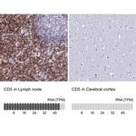 CD5 Antibody